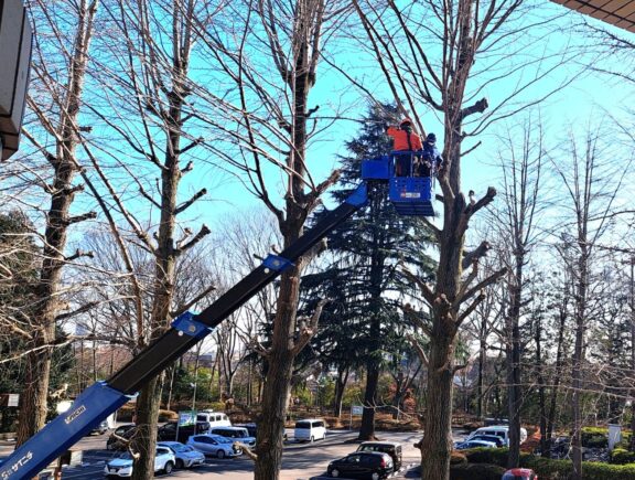イチョウの剪定