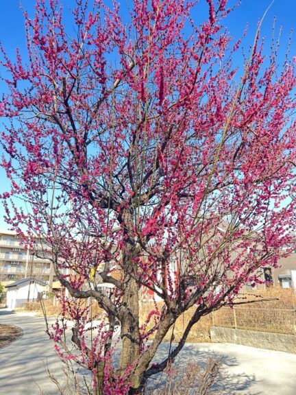 花だより~梅特集~